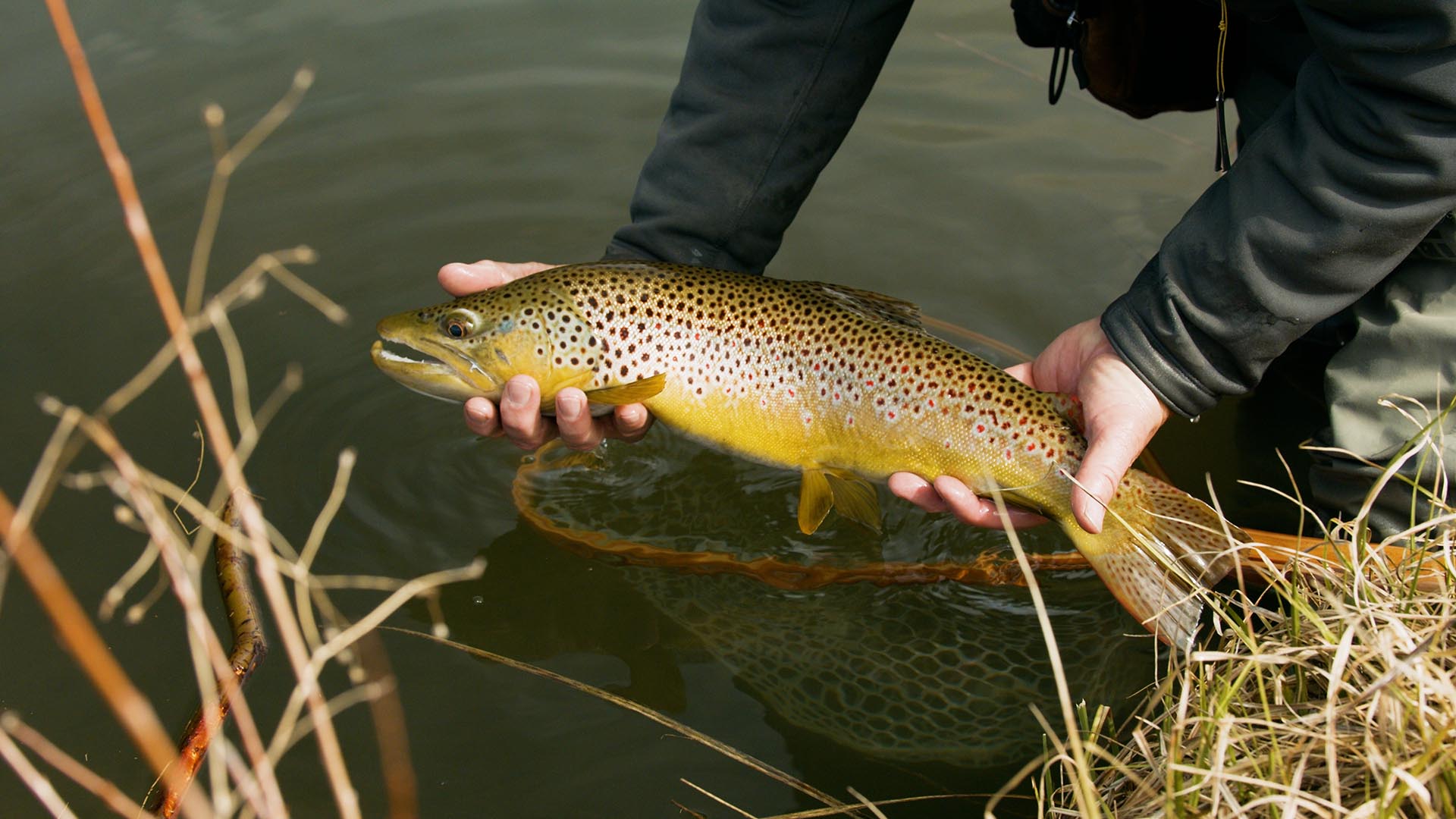 Brown trout fly fishing — Six Meadows Ranch, Montana